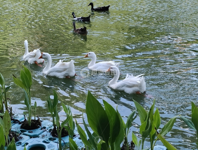 高清大图下载【趣麦麦图】鸭群戏水自然风光