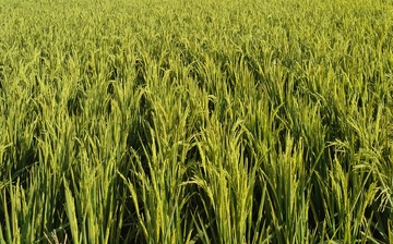 稻田风光绿色农作物