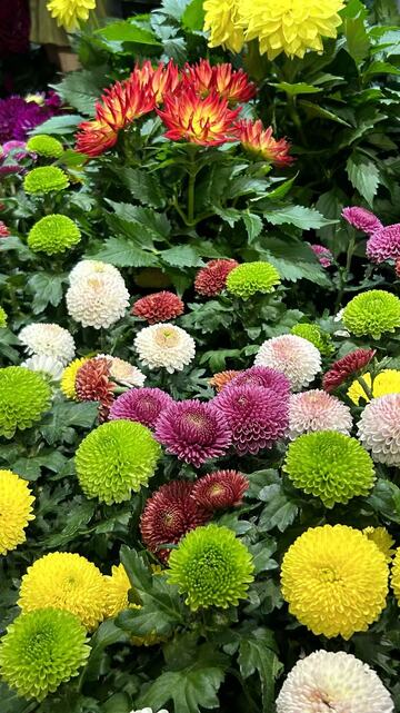 绚丽菊花绽放花园美景