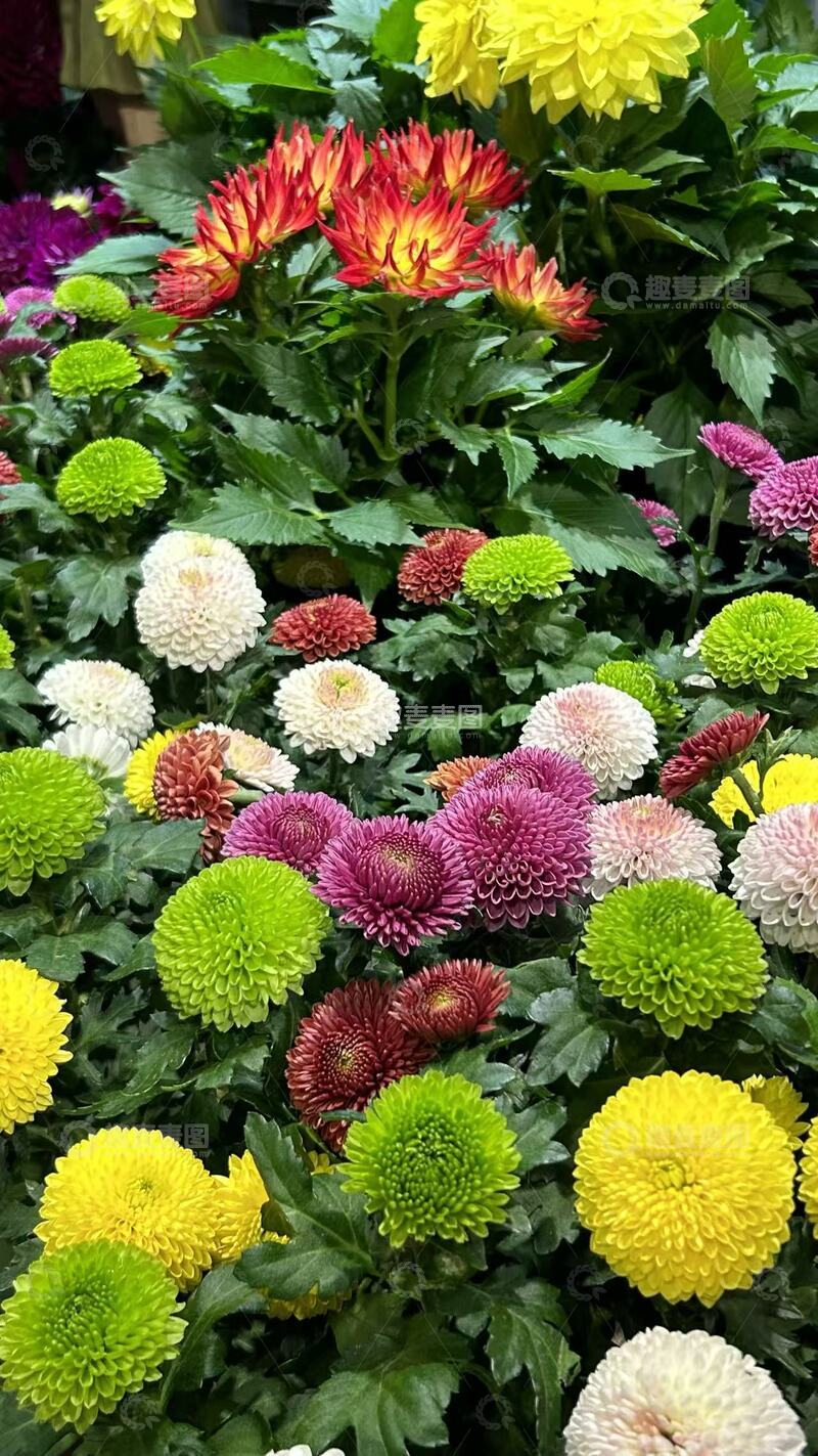 高清大图下载【趣麦麦图】绚丽菊花绽放花园美景