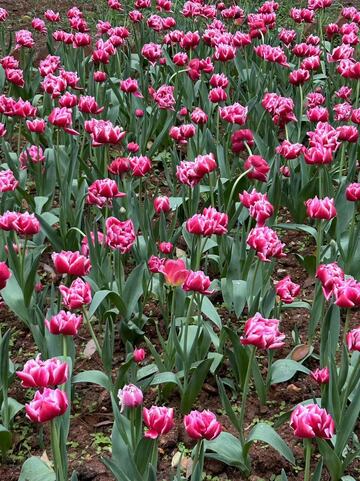 粉红郁金香花海美景摄影图片