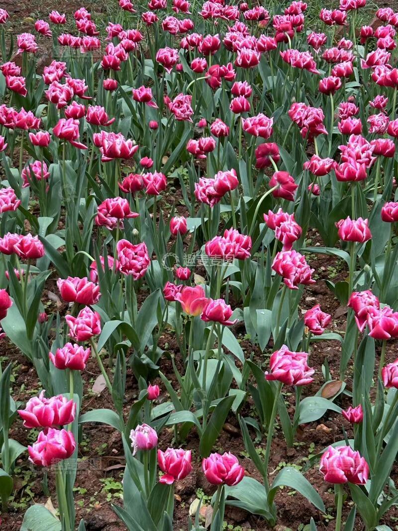 高清大图下载【趣麦麦图】粉红郁金香花海美景摄影图片
