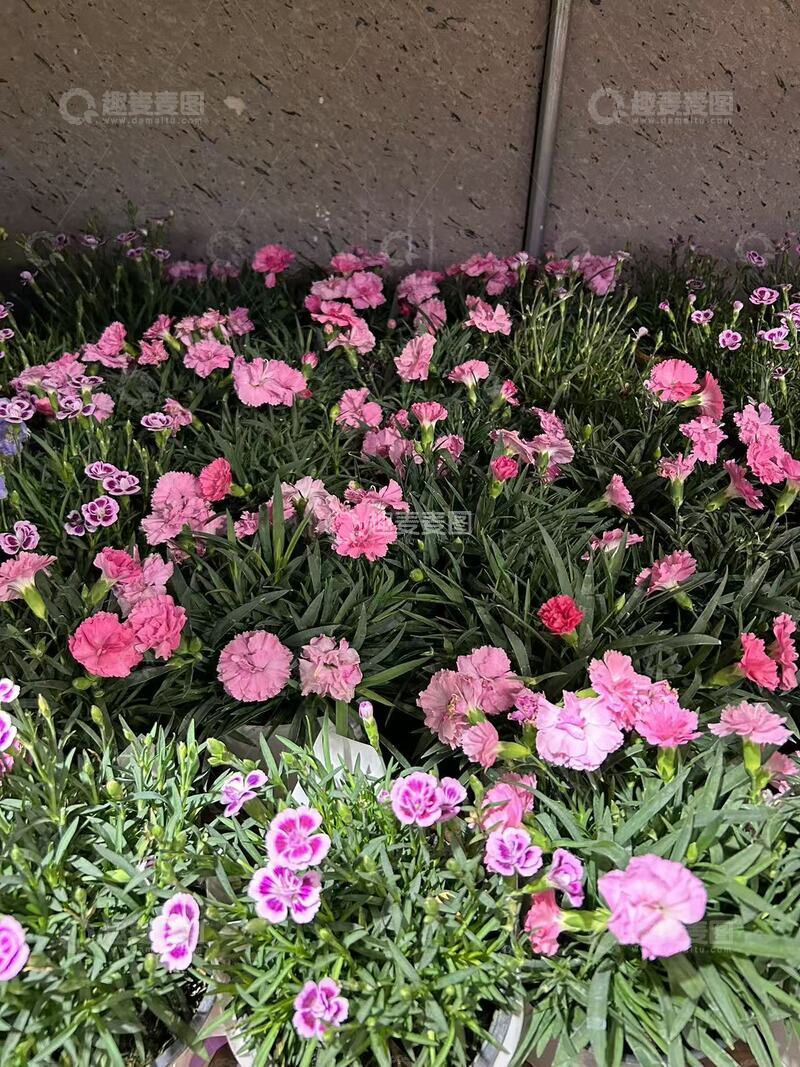 高清大图下载【趣麦麦图】偶遇粉色花海