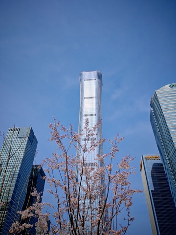 现代都市樱花美景