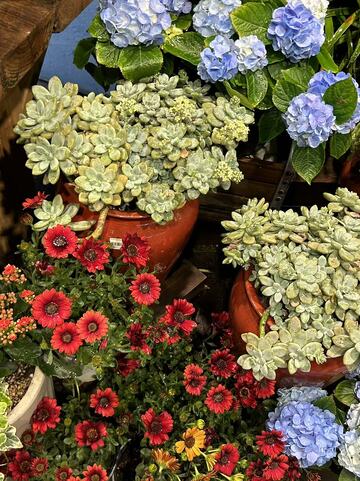 多彩盆栽花卉园艺展示