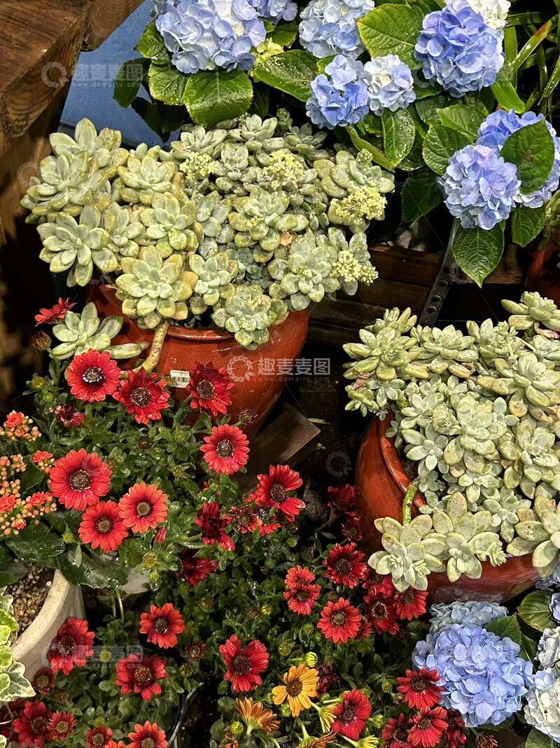 高清大图下载【趣麦麦图】多彩盆栽花卉园艺展示
