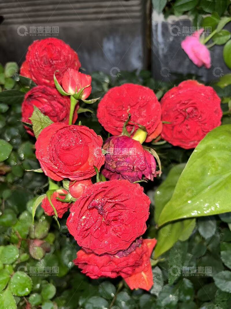 高清大图下载【趣麦麦图】雨后玫瑰绽放美景