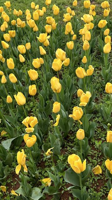 郁金香花海春光烂漫