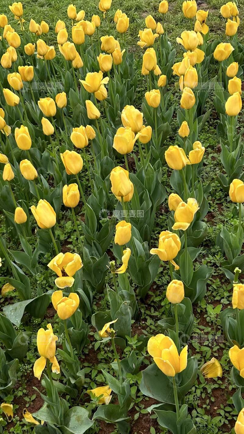 高清大图下载【趣麦麦图】郁金香花海春光烂漫