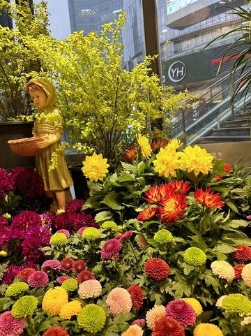 城市花坛多彩菊花装饰