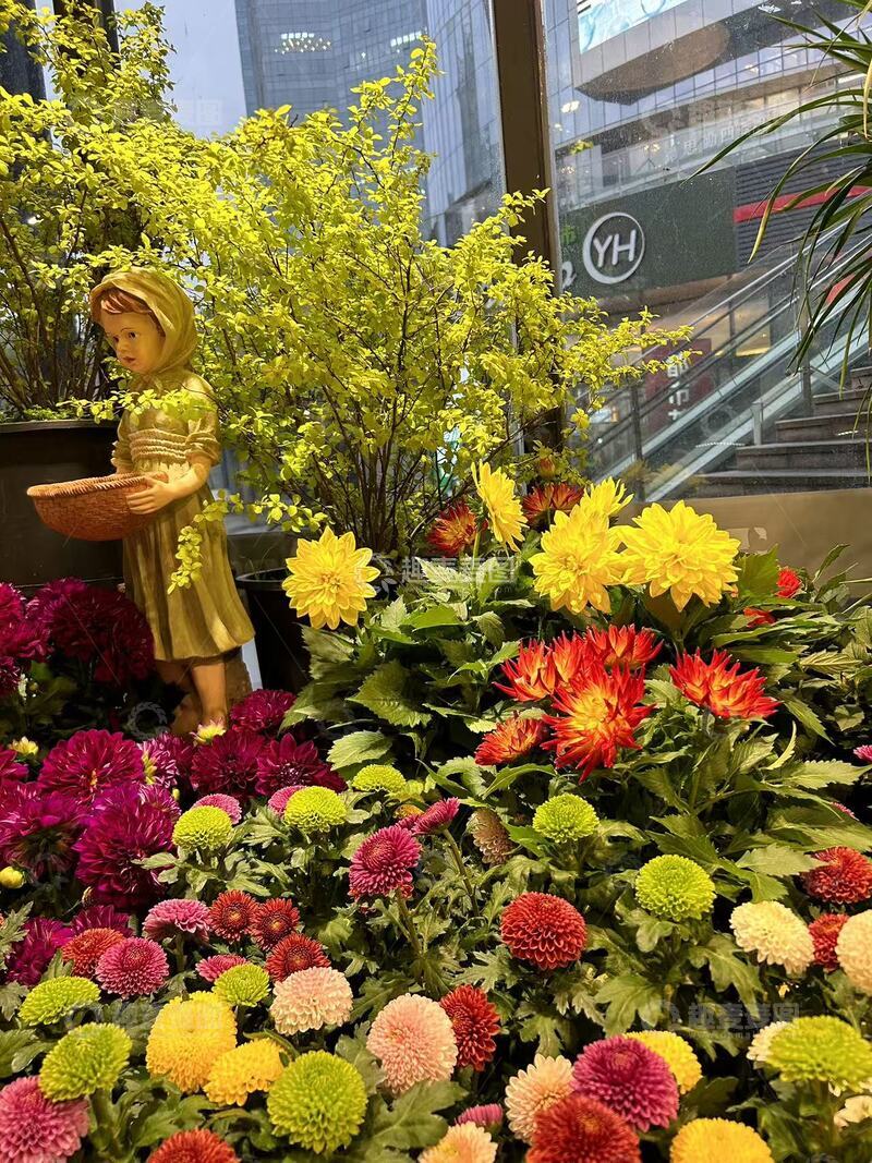 高清大图下载【趣麦麦图】城市花坛多彩菊花装饰