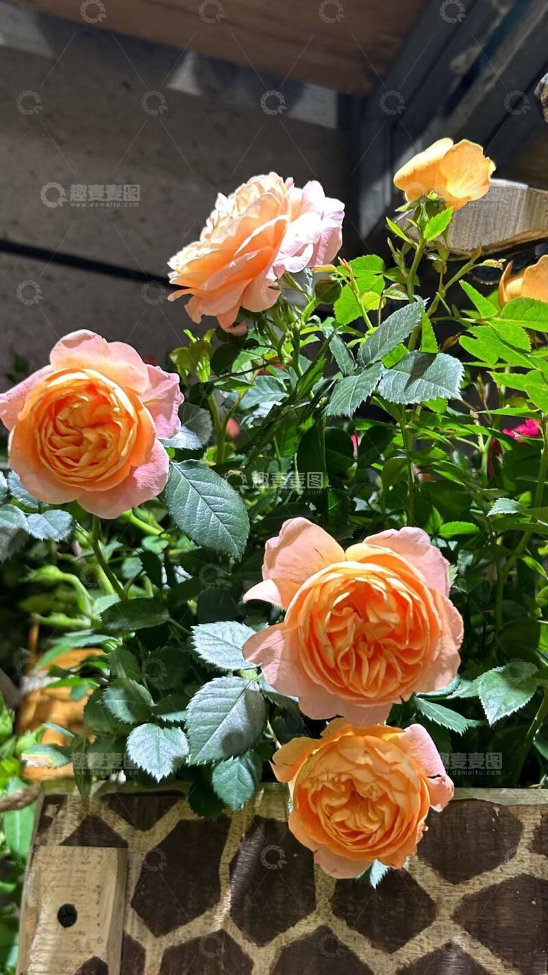 高清大图下载【趣麦麦图】阳光下的橙色月季花丛
