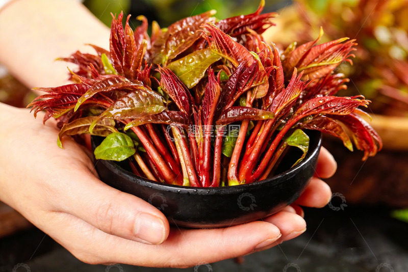 高清大图下载【趣麦麦图】香椿 红香椿 红油香椿