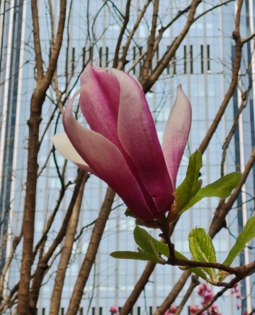 城市春意玉兰盛开