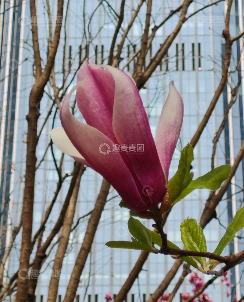 高清大图下载【趣麦麦图】城市春意玉兰盛开