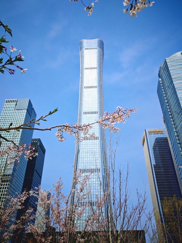 现代都市樱花盛开