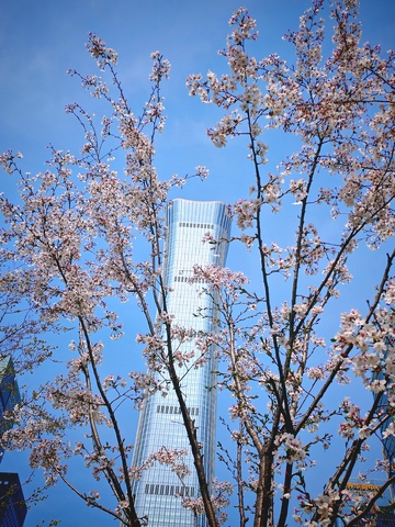 樱花盛开高楼背景都市风光