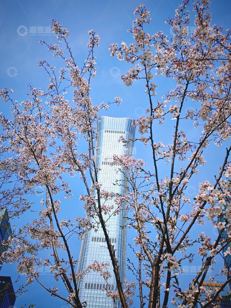 高清大图下载【趣麦麦图】-樱花盛开高楼背景都市风光