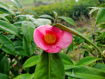 单体红山茶花美人茶花朵花卉花瓣花蕊绿叶