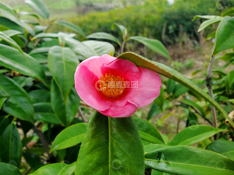 高清大图下载【趣麦麦图】单体红山茶花美人茶花朵花卉花瓣花蕊绿叶
