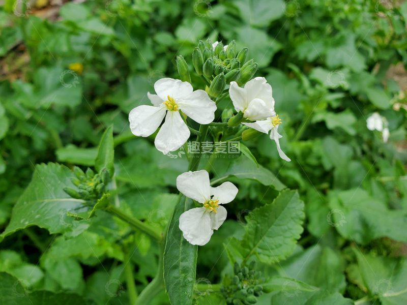 高清大图下载【趣麦麦图】土豆花洋芋花花朵花卉绿叶植物