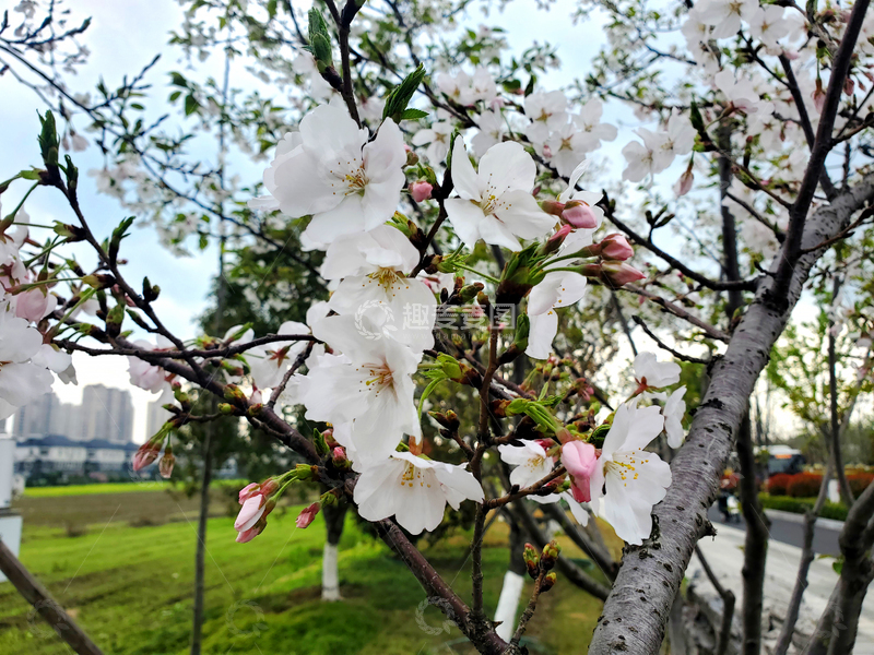 高清大图下载【趣麦麦图】樱花晚樱花朵花卉花苞花枝树枝樱树