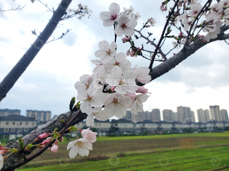 高清大图下载【趣麦麦图】早樱樱花花朵花卉花苞嫩叶花枝树枝