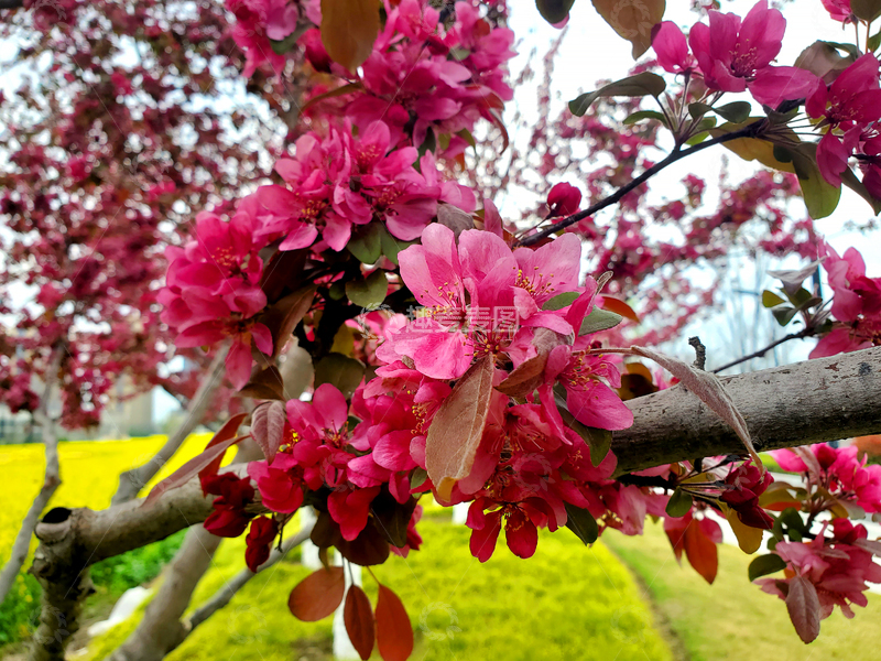 高清大图下载【趣麦麦图】海棠花花朵花卉花簇花瓣花蕊花枝树枝