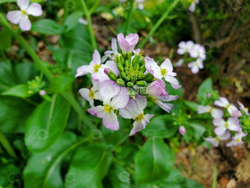 高清大图下载【趣麦麦图】萝卜花花朵花卉花苞绿叶植物