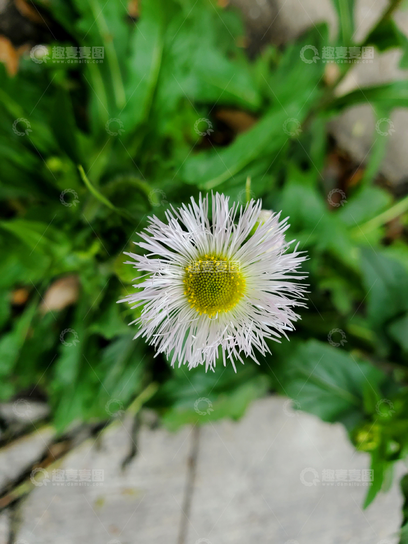 高清大图下载【趣麦麦图】一年蓬花朵花卉花蕾花蕊绿叶植物
