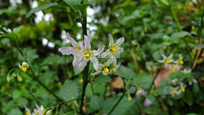 高清大图下载【趣麦麦图】中草药龙葵花朵花卉花瓣花蕊草药植株