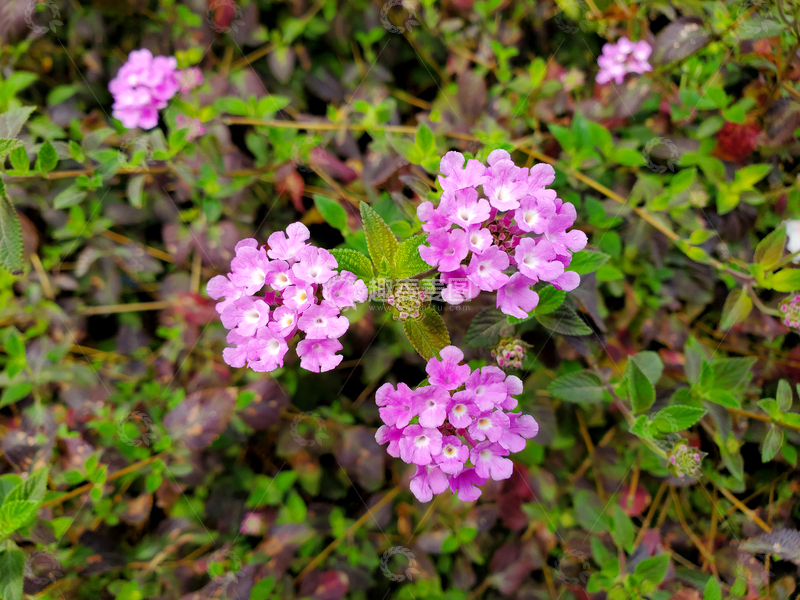 高清大图下载【趣麦麦图】紫花马缨丹花朵花卉花簇花球绿叶花丛