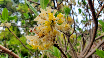结香花花簇花球花朵花卉树枝灌木丛
