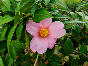 美人茶单体红山茶花花朵花卉花瓣花蕊绿叶