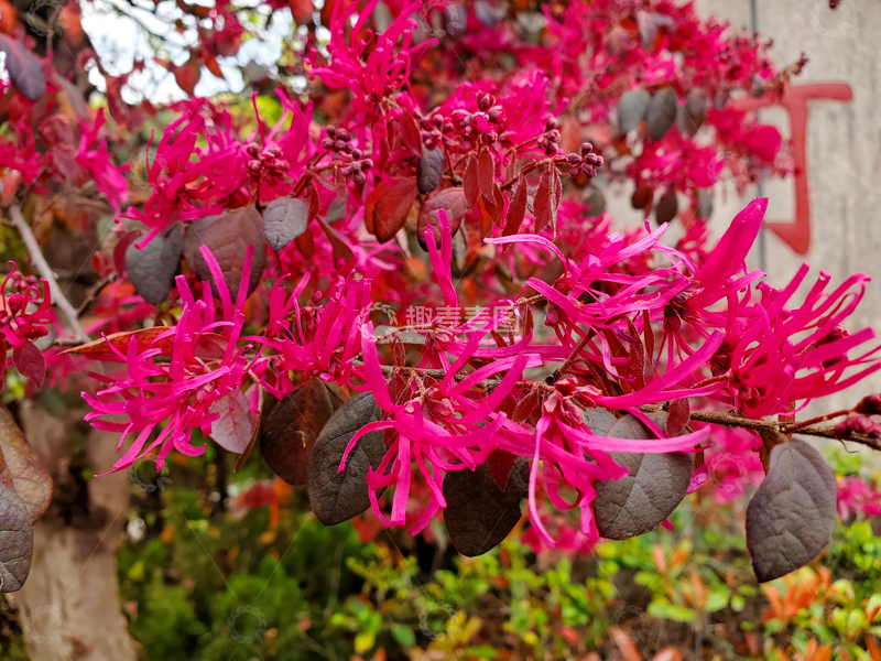 高清大图下载【趣麦麦图】红花继木丝状花朵花卉花簇树叶花枝