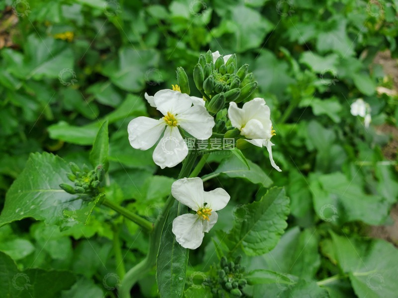 高清大图下载【趣麦麦图】洋芋花土豆花花朵花苞绿叶植物蔬菜