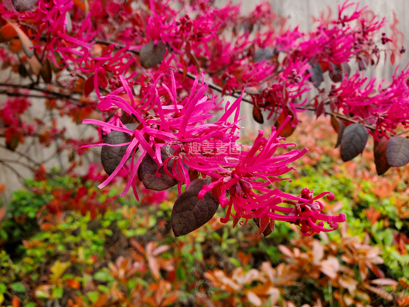 高清大图下载【趣麦麦图】红花继木花簇花朵花卉树枝树叶