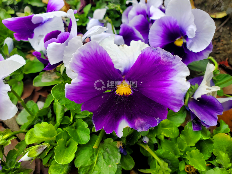 高清大图下载【趣麦麦图】三色堇蝴蝶花花朵花卉花瓣花蕊绿叶植物