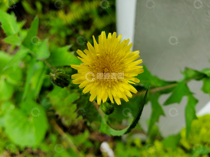 高清大图下载【趣麦麦图】苦苣菜花花朵花卉花蕊黄花绿叶植物