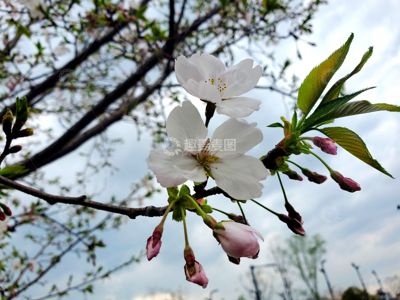 高清大图下载【趣麦麦图】樱花晚樱早樱花朵花卉花苞嫩叶树枝