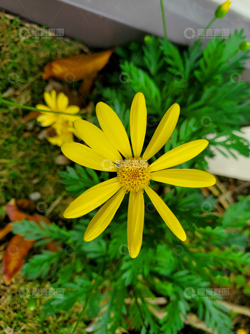 高清大图下载【趣麦麦图】猫耳菊黄金菊黄色木茼蒿菊花花朵花卉