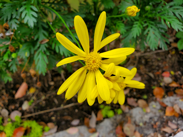 菊科黄金菊菊花花朵花卉花瓣绿叶