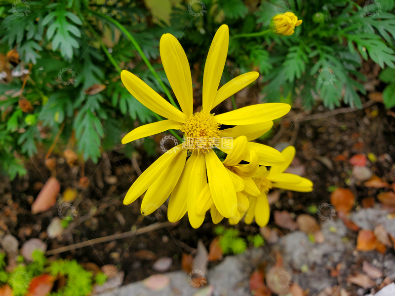 高清大图下载【趣麦麦图】菊科黄金菊菊花花朵花卉花瓣绿叶