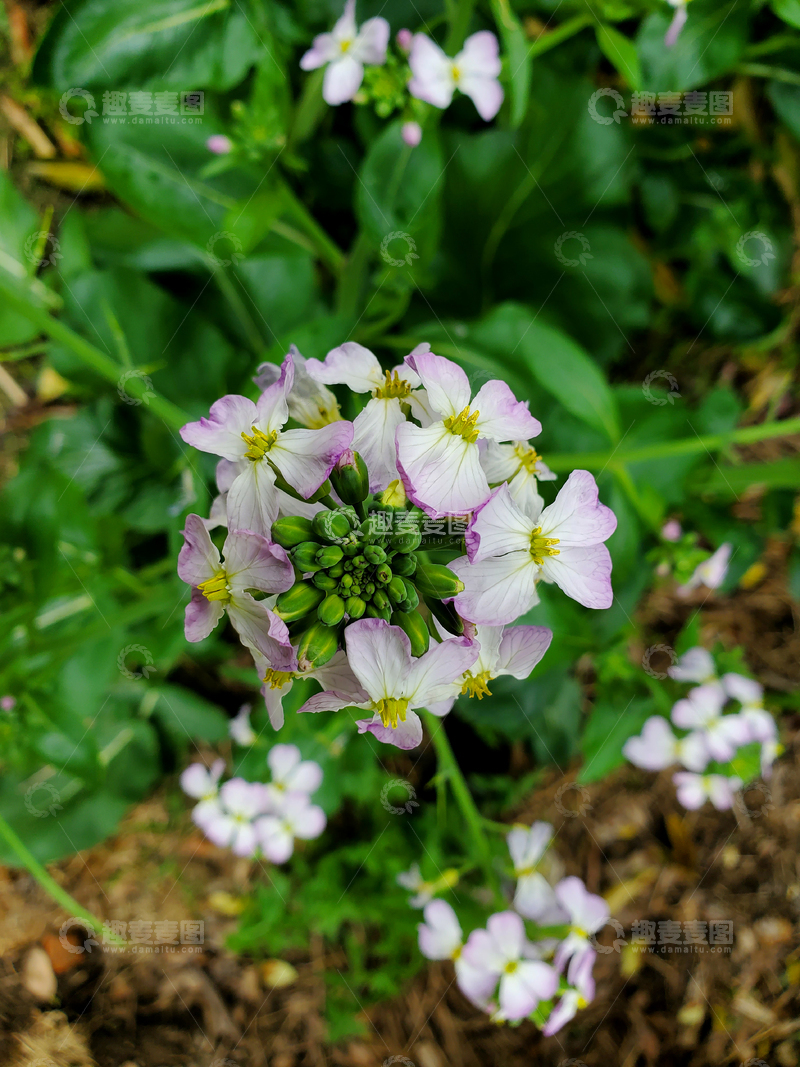 高清大图下载【趣麦麦图】萝卜花花朵花卉花苞花瓣绿叶植物