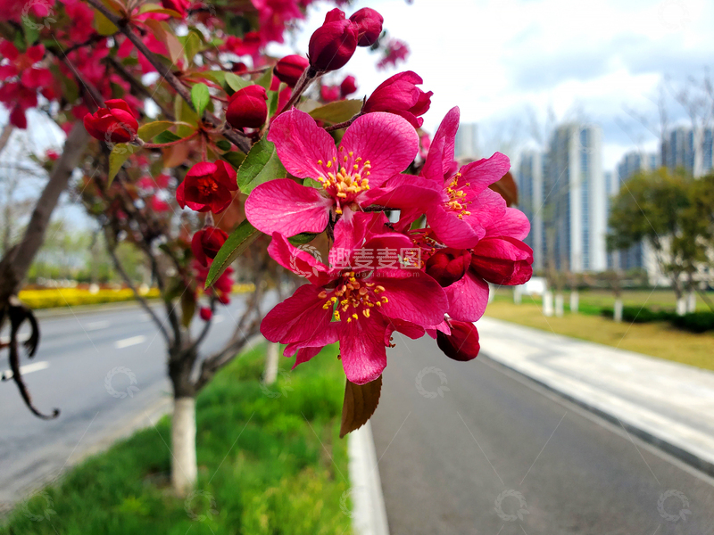 高清大图下载【趣麦麦图】海棠花花朵花卉花瓣花蕊花苞花枝树叶树枝