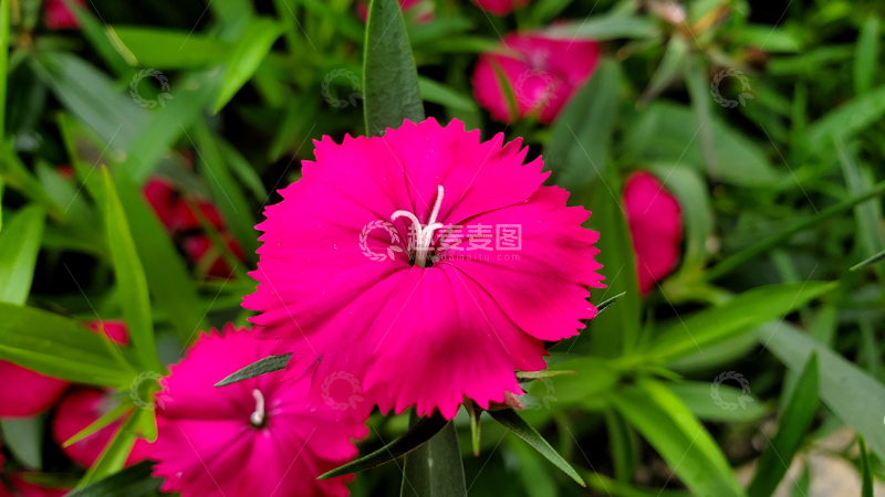 高清大图下载【趣麦麦图】洛阳花花朵花卉花瓣花蕊绿叶植物