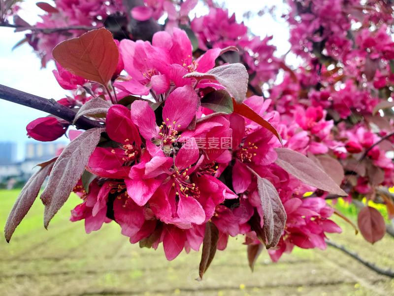 高清大图下载【趣麦麦图】北美海棠花花朵花卉花簇花瓣花蕊树叶