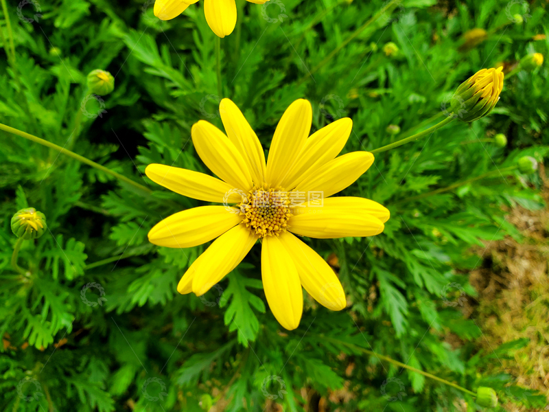 高清大图下载【趣麦麦图】黄金菊黄色木茼蒿猫耳菊菊花花朵花卉