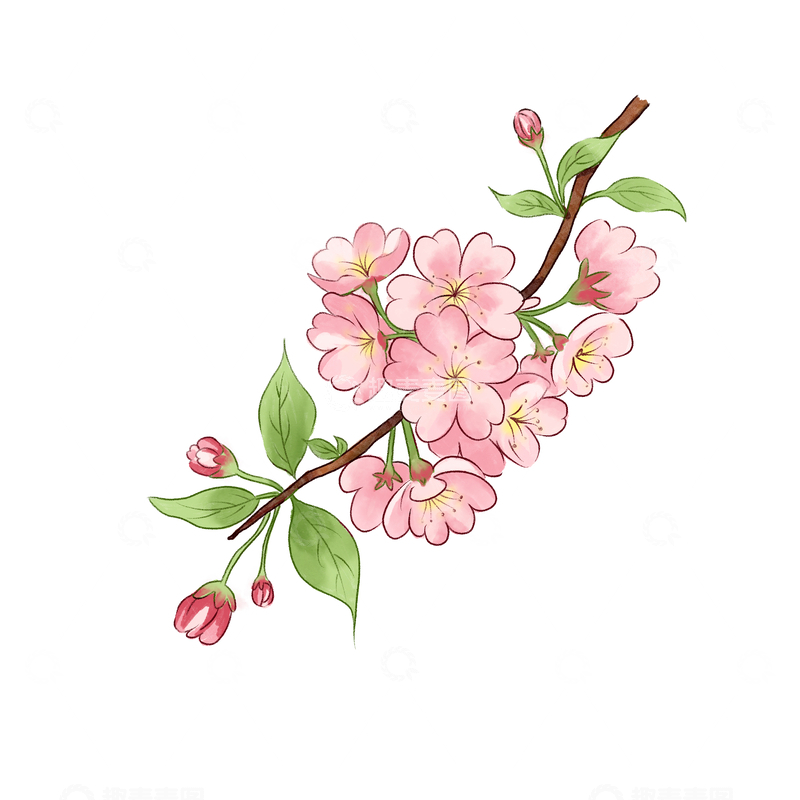 源文件下载【趣麦麦图】樱花盛开,植物花草,春天,装饰，手绘插画