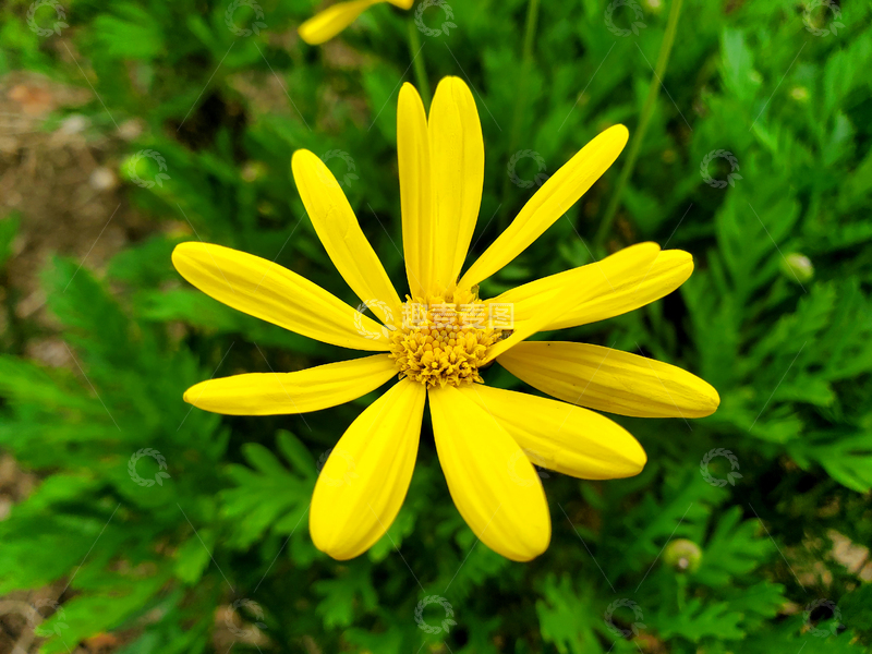 高清大图下载【趣麦麦图】黄色木茼蒿黄金菊猫耳菊菊花花朵花卉